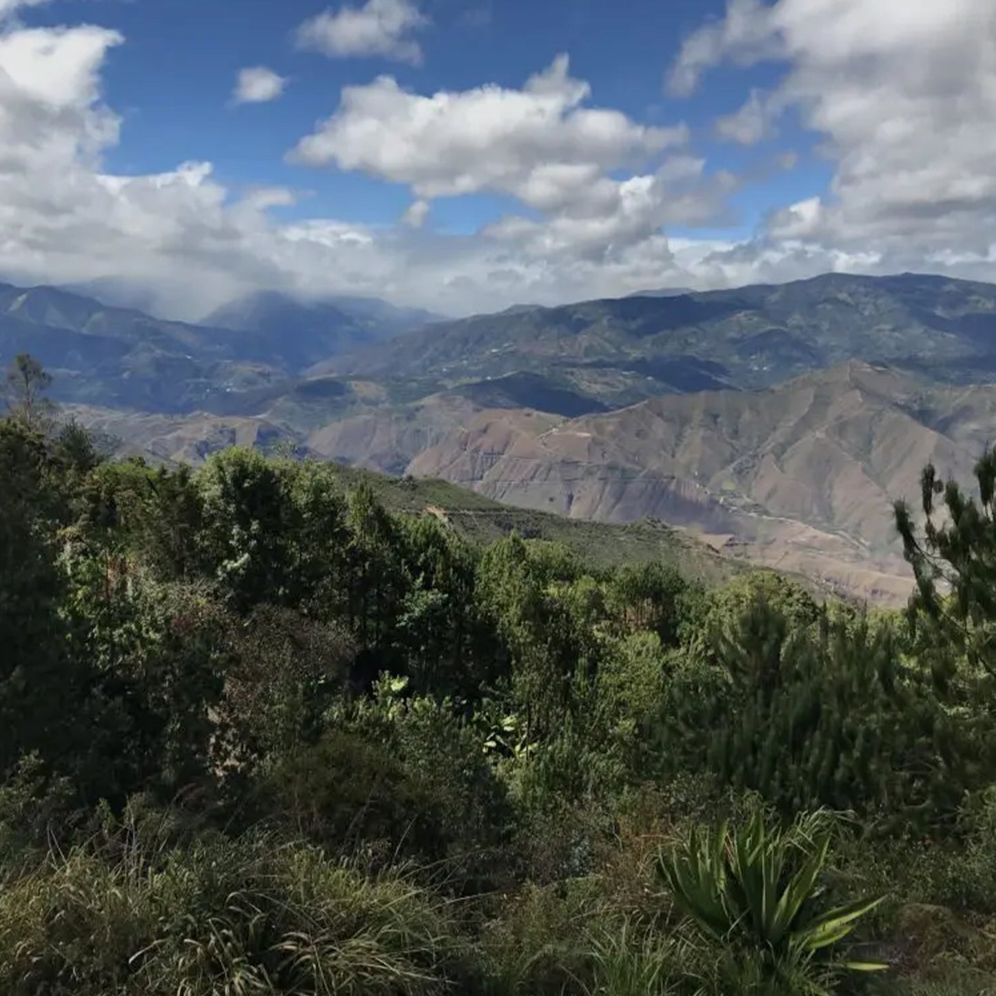 Half-Caff - 50% Caffeine