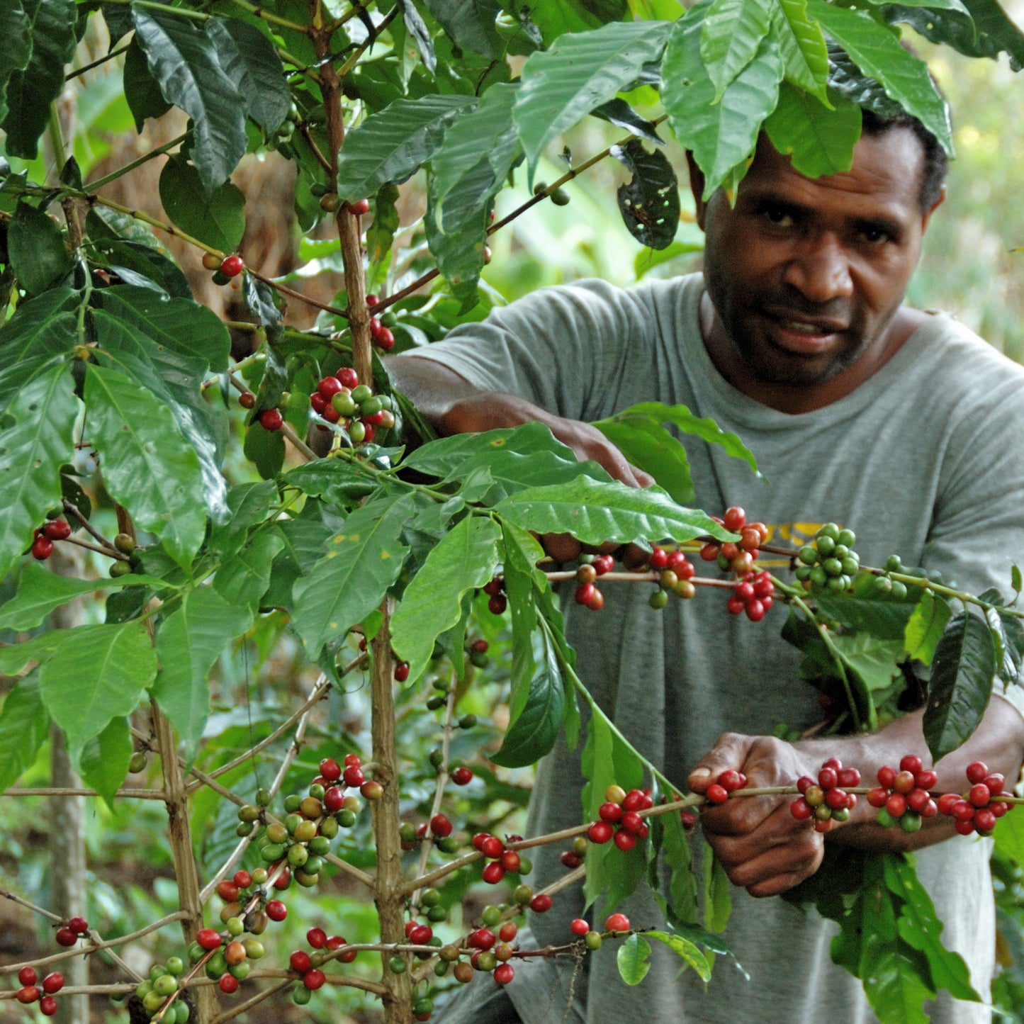 Half-Caff - 50% Caffeine