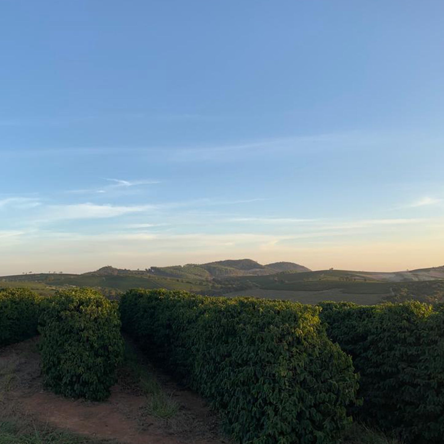 Decaf - Brazil - Cerrado - Sugarcane Process