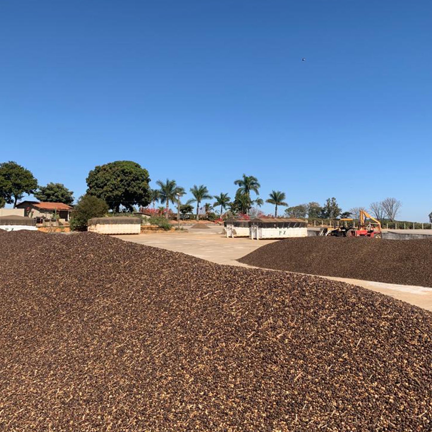 Decaf - Brazil - Cerrado - Sugarcane Process