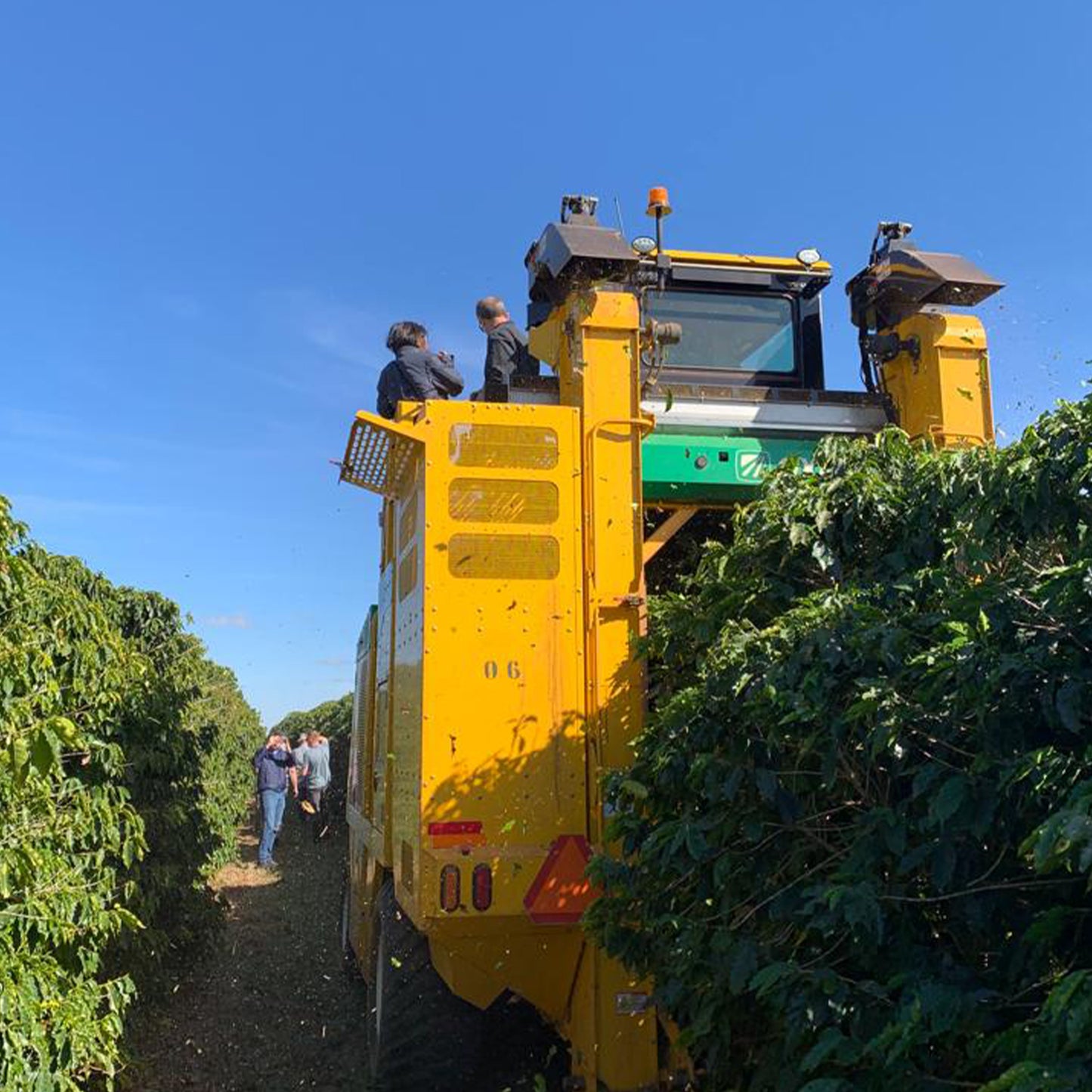 Decaf - Brazil - Cerrado - Sugarcane Process