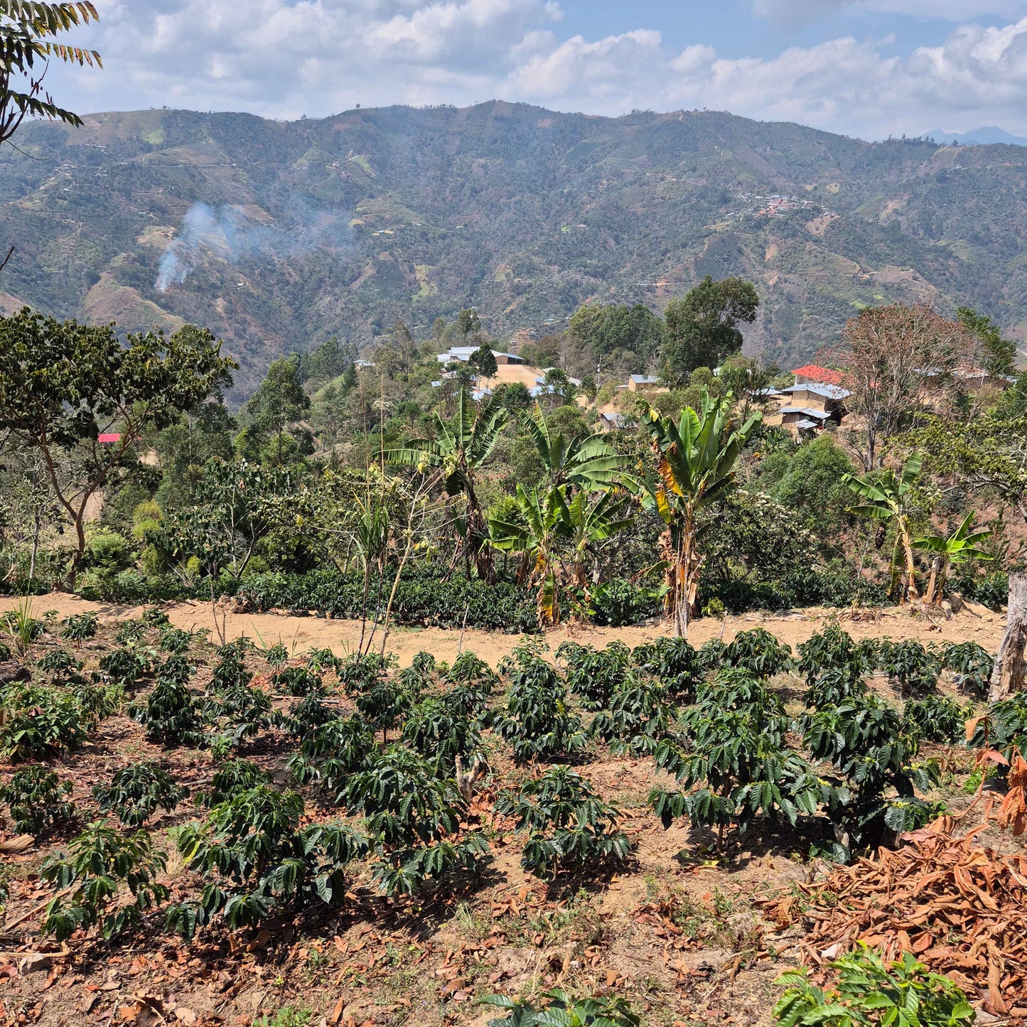 Peru - Finca Bellavista