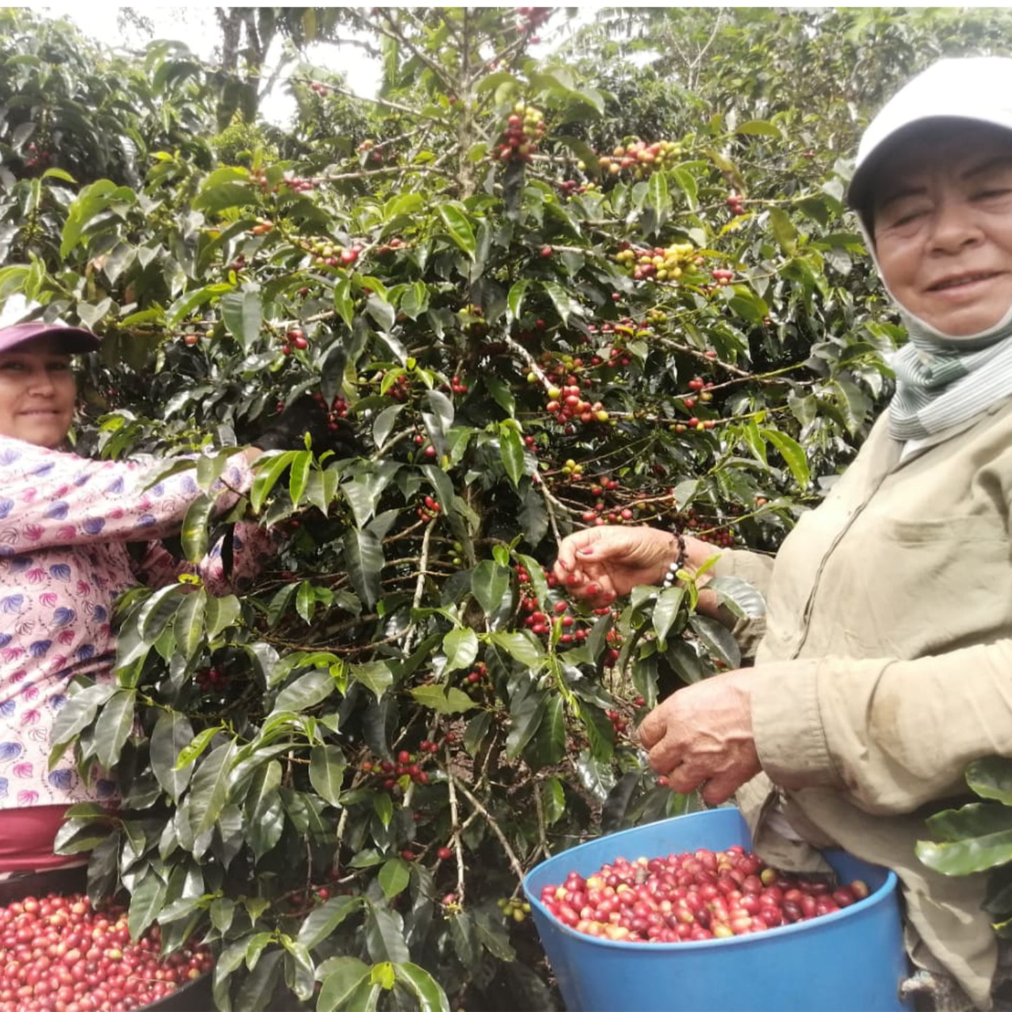 Colombia - Edward Montiel - Direct Trade