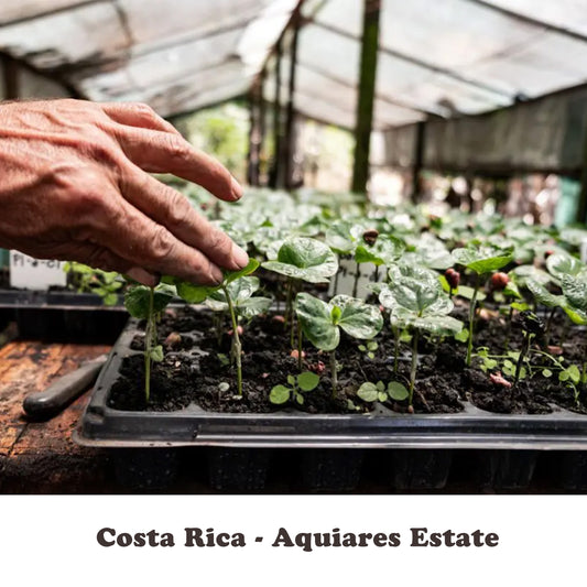 Costa Rica - Aquiares Estate - Carbon Neutral Farm