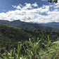 Decaf - Colombia - Galeras - Sugarcane Process