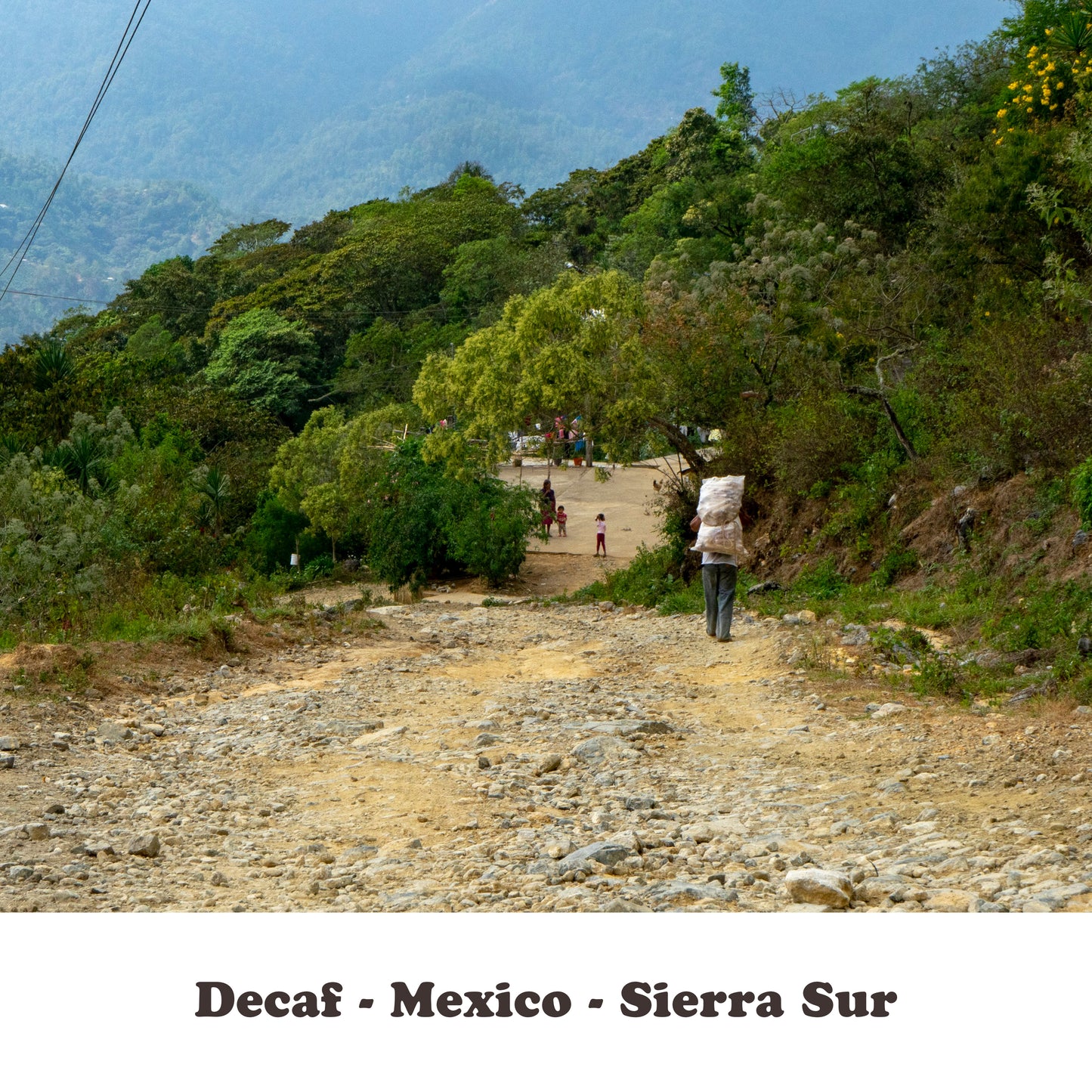Decaf - Mexico - Sierra Sur - Mountain Water Process