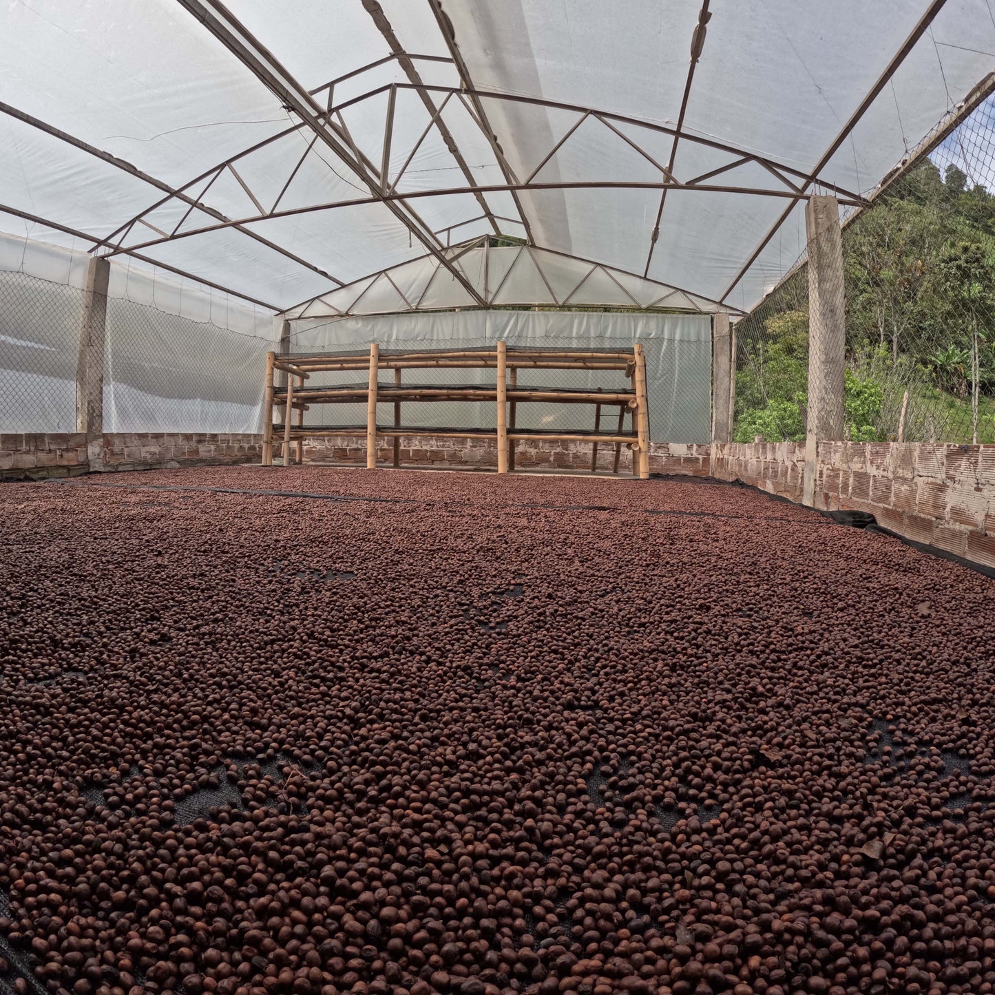 Colombia - Edward Montiel - Geisha - Direct Trade