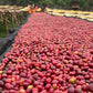 Ethiopia - Niguse Jilo