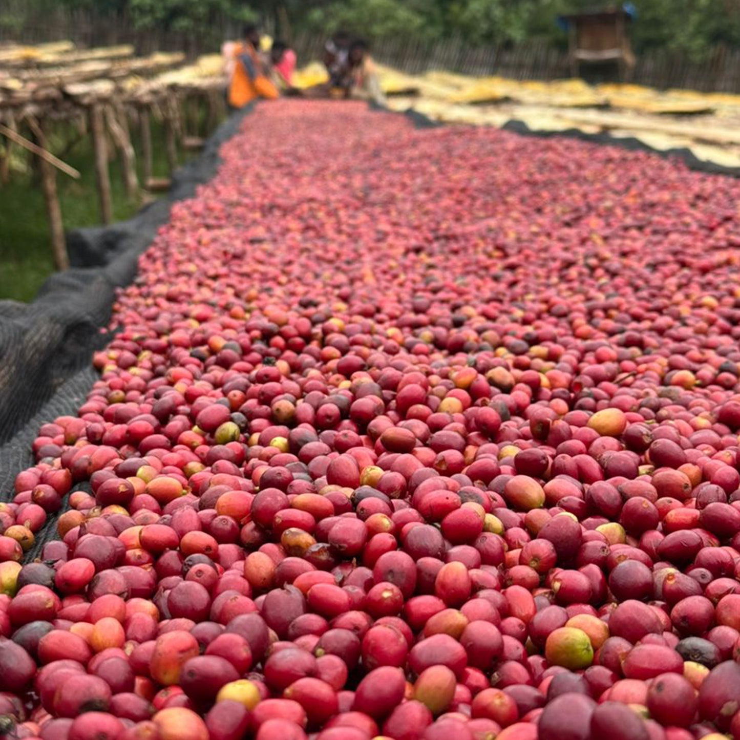 Ethiopia - Niguse Jilo