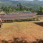 Ethiopia - Niguse Jilo