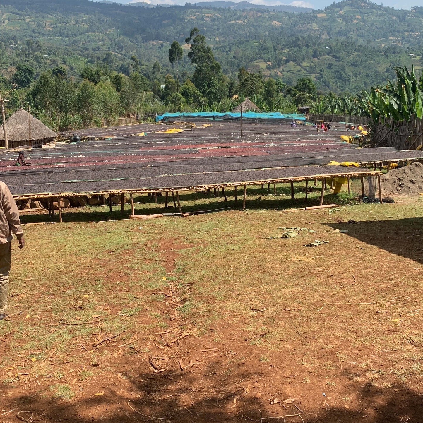 Ethiopia - Niguse Jilo