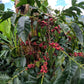 Colombia - Hernan Ruiz - Direct Trade
