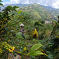 Colombia - Hernan Ruiz - Direct Trade