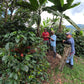 Colombia - Hernan Ruiz - Direct Trade