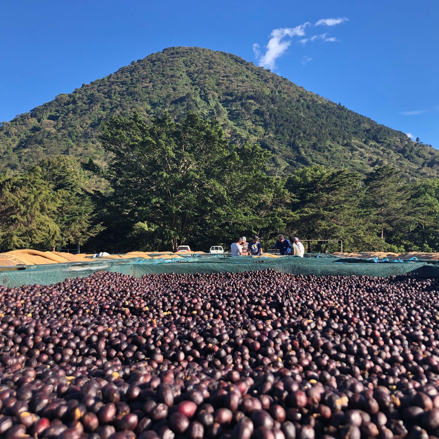 El Salvador - Finca Los Angeles