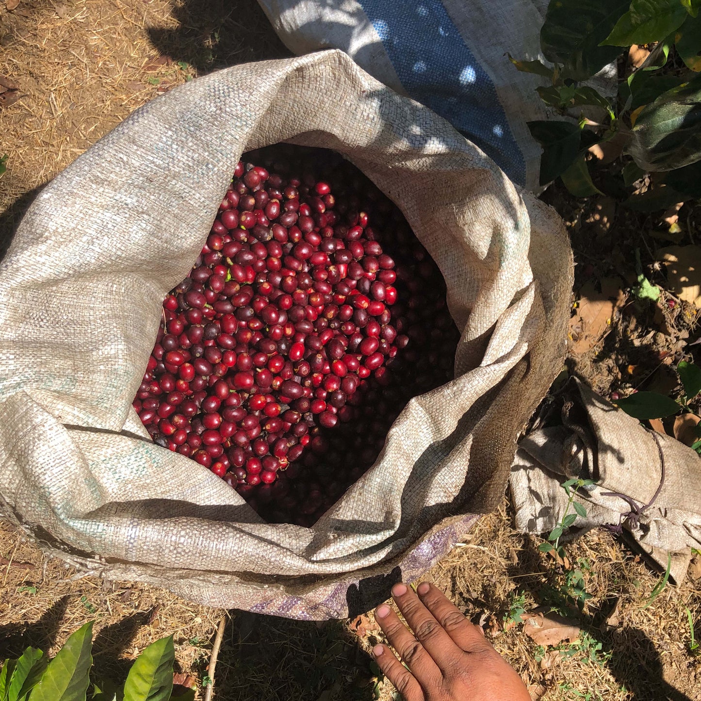 El Salvador - Finca Los Angeles