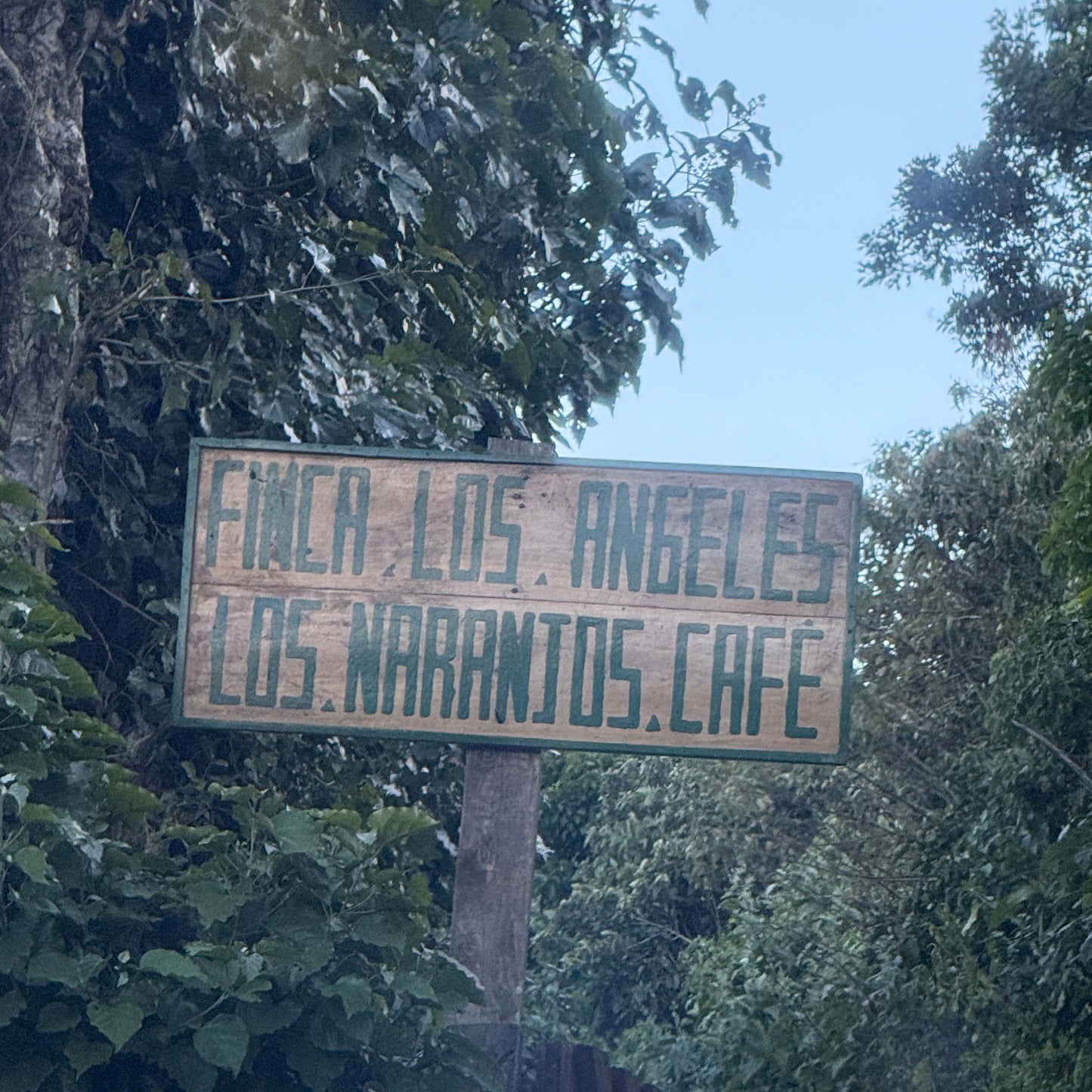 El Salvador - Finca Los Angeles