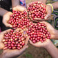 Burundi - Migoti Hill