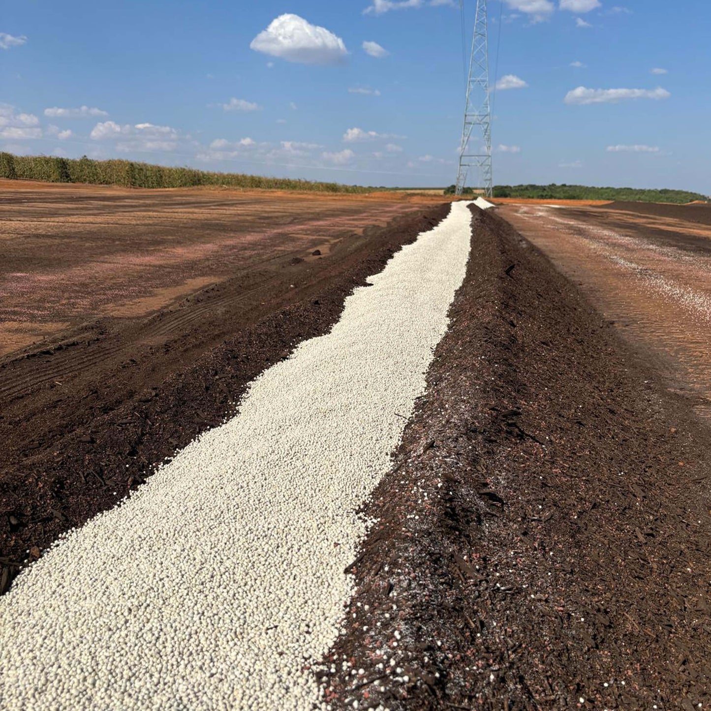 Half-Caff - 50% Caffeine