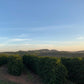 Decaf - Brazil - Cerrado - Sugarcane Process