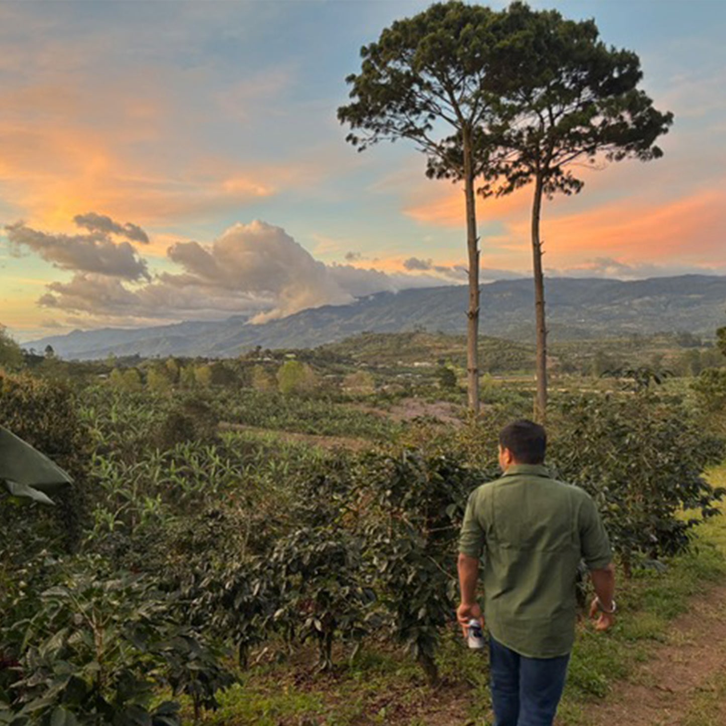 Yuletide - Festive Blend