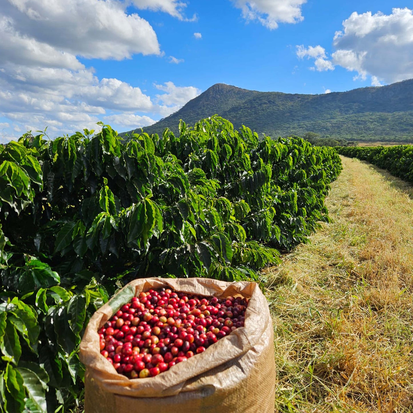 Yuletide - Festive Blend