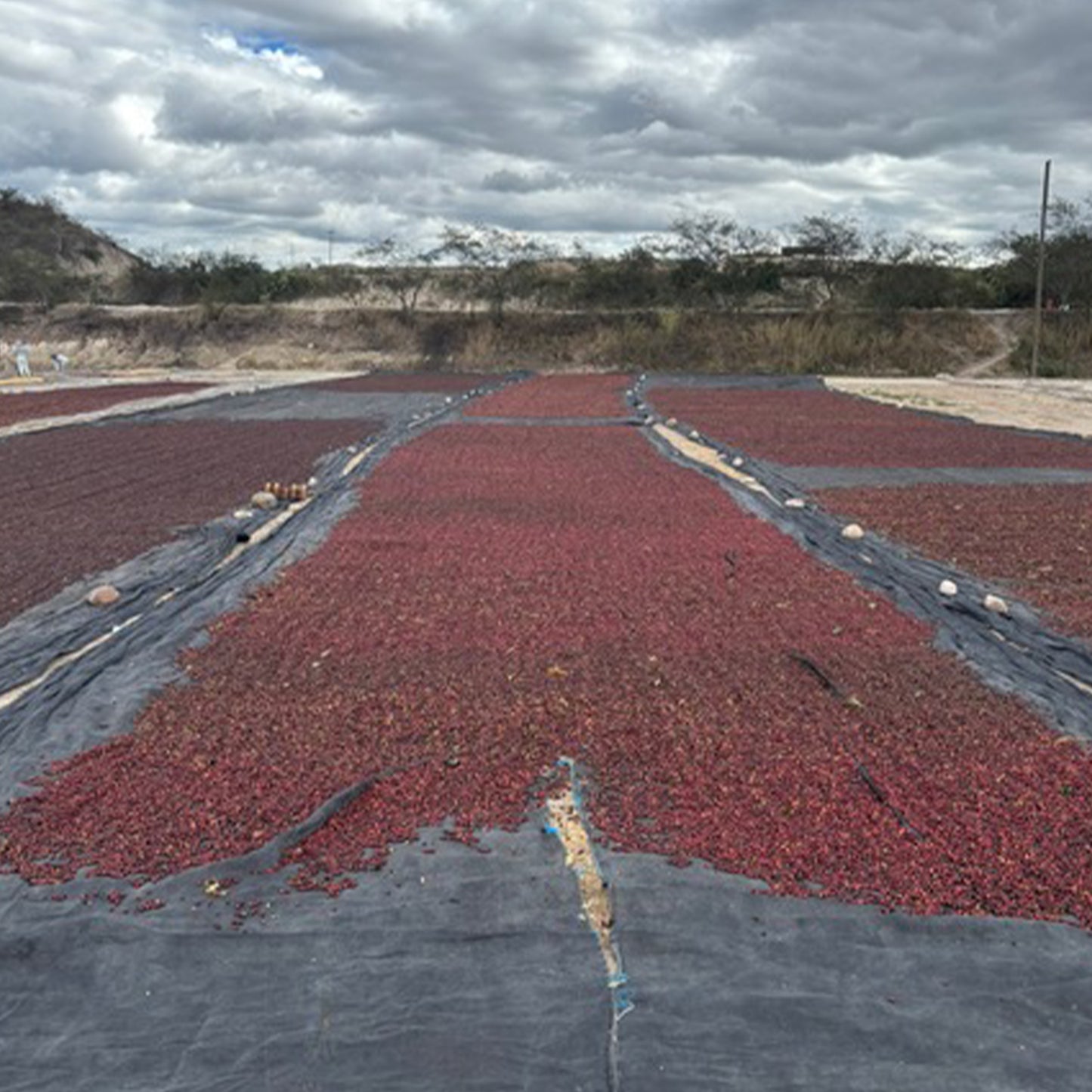 Yuletide - Festive Blend