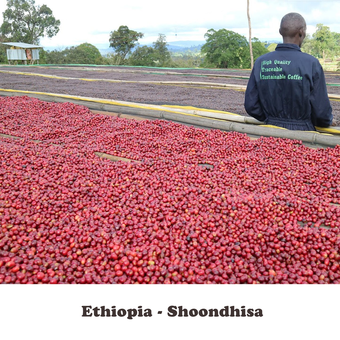 Ethiopia - Shoondhisa